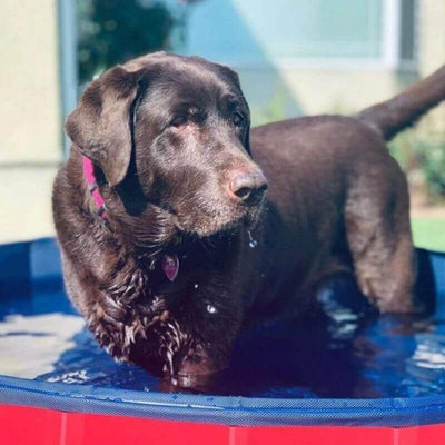 Portable Pool